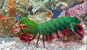 Peacock Praying Mantis Shrimp & Makeup